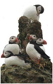 Málstofa um sjófugla við Ísland